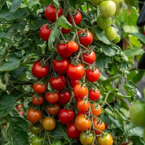 Tomate Sweetbaby - Graines d'Exception